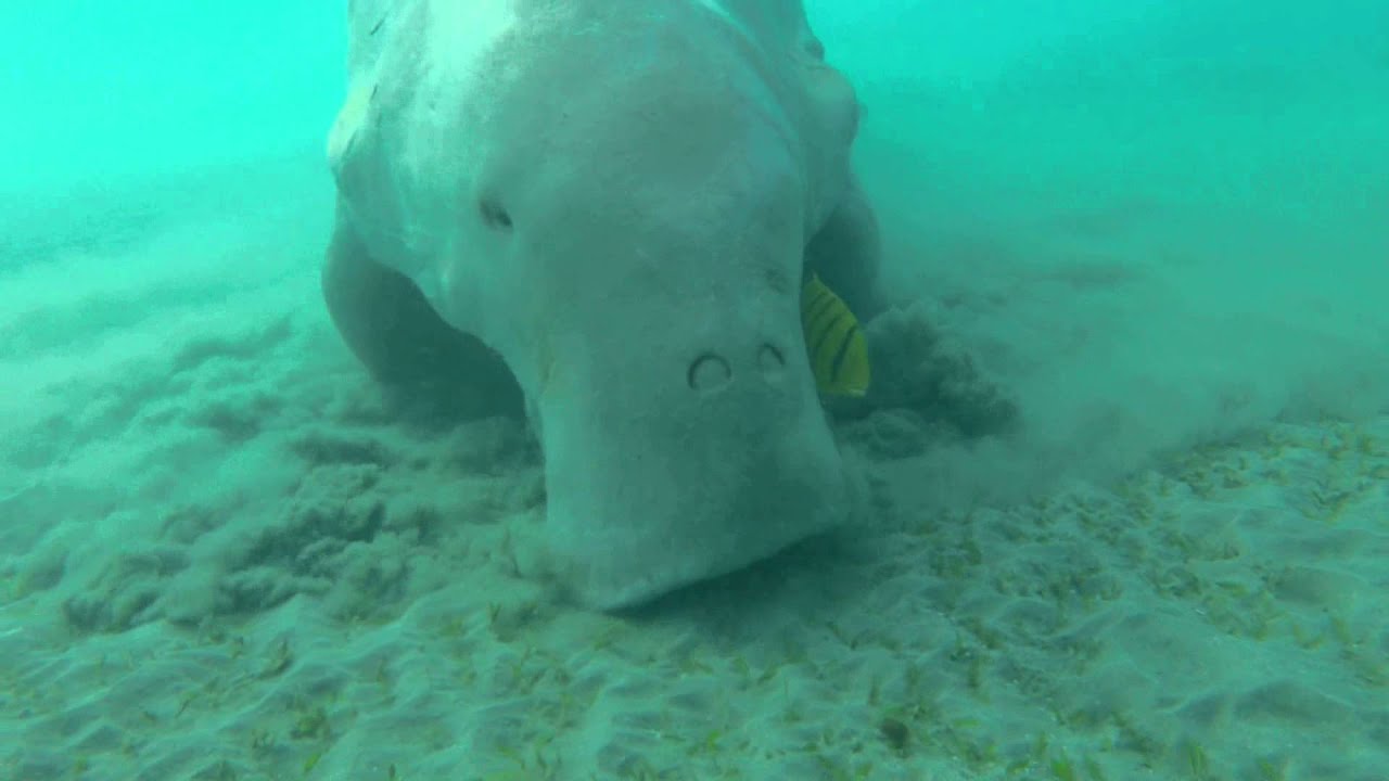 Wild Australia. The Dugong