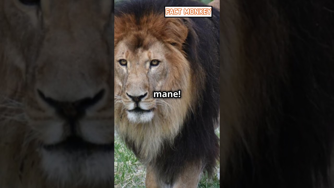 5 Jaw-Dropping Facts About the Cape Lion!