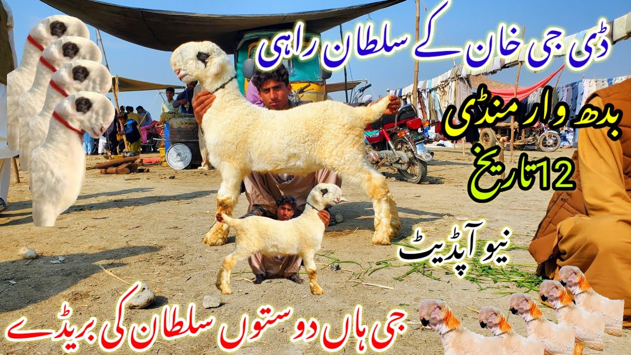 12 November 2025 DERA GHAZI KHAN KE SAB SASTI BARI MUNDRA CHATRA MARKET KE UPDATED 03186372506