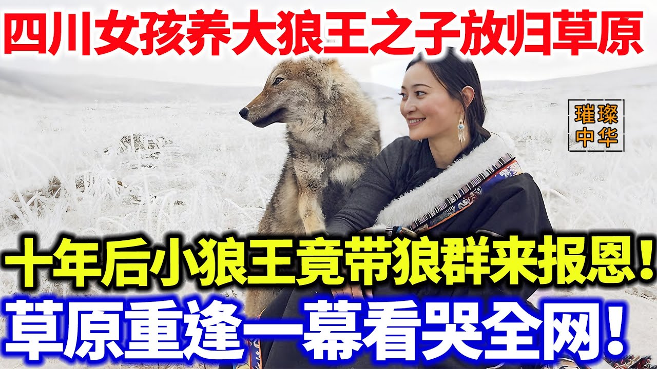 四川女孩养大狼王之子后放归草原，十年后小狼王竟带狼群来报恩！草原重逢一幕看哭全网！#璀璨中华 #中国新闻 #中国智慧 #奇闻异事 #最新消息 #狼王