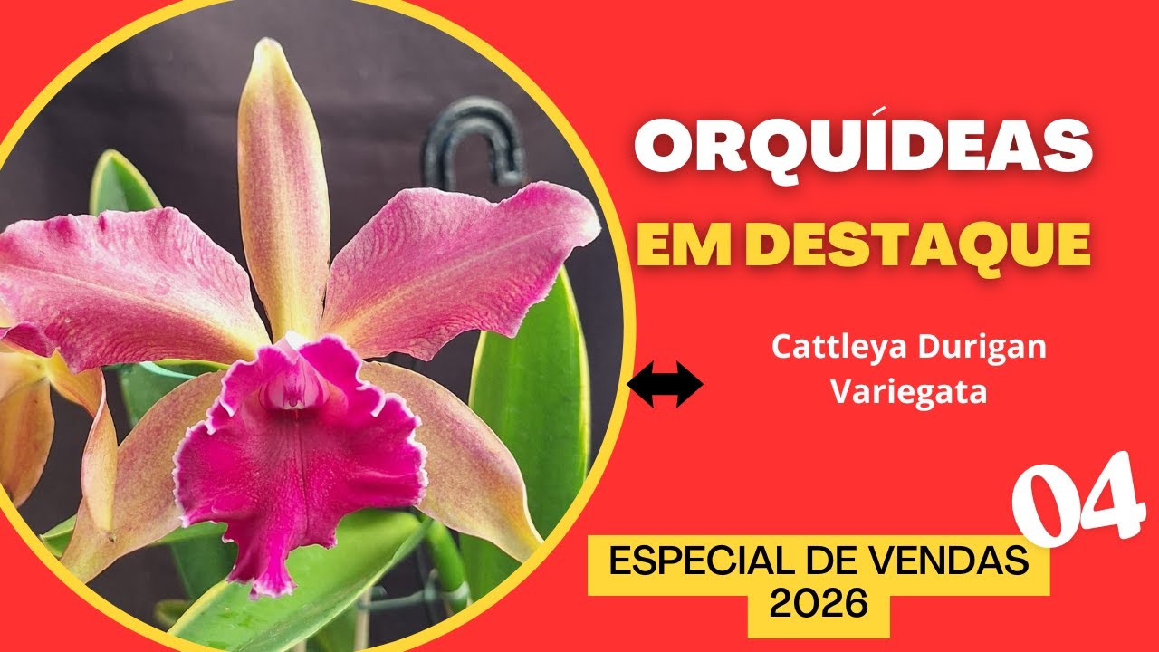 ORQUÍDEAS EM DESTAQU - Especial de Vendas 04 - 2026 CATTLEYA DURIGAM VARIEGATA - raríssima!!
