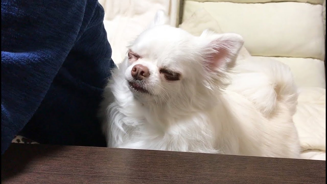 スマホを止めないパパに文句を言いだす犬！しゃべる犬コハク