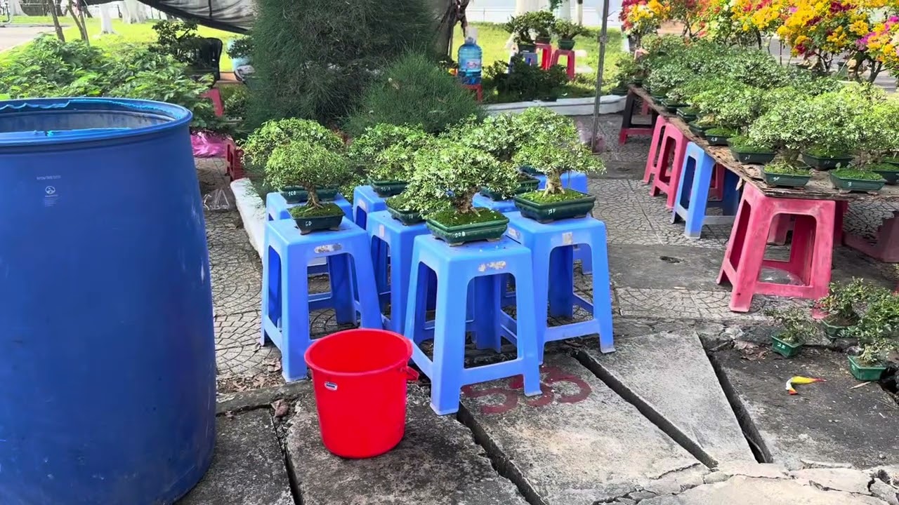 Chợ Hoa xuân Bến Tre ngày 26 AL(ngày 13/2/2026)