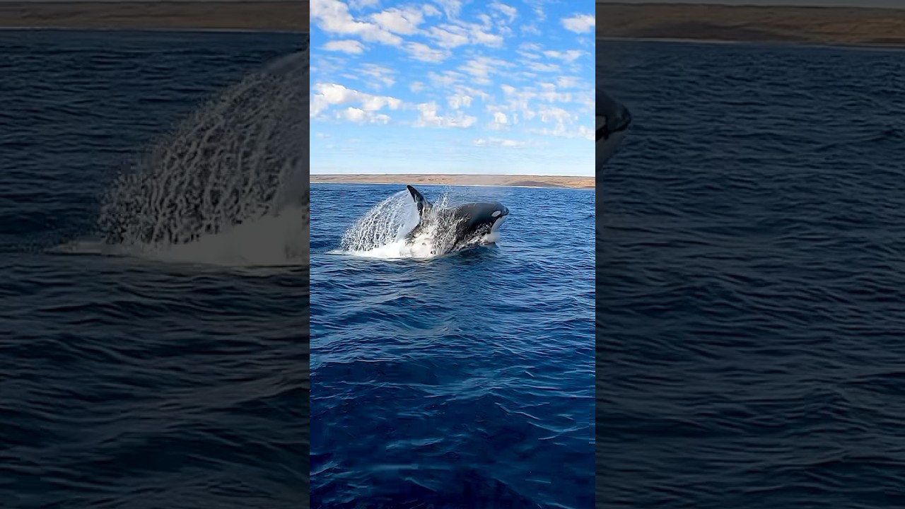 NCS 41. ORCAS HUNTING AT NINGALOO AUSTRALIA