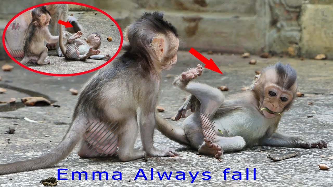 Baby Monkey Emma Play With Baby Monkey Santos Always Fall a lot