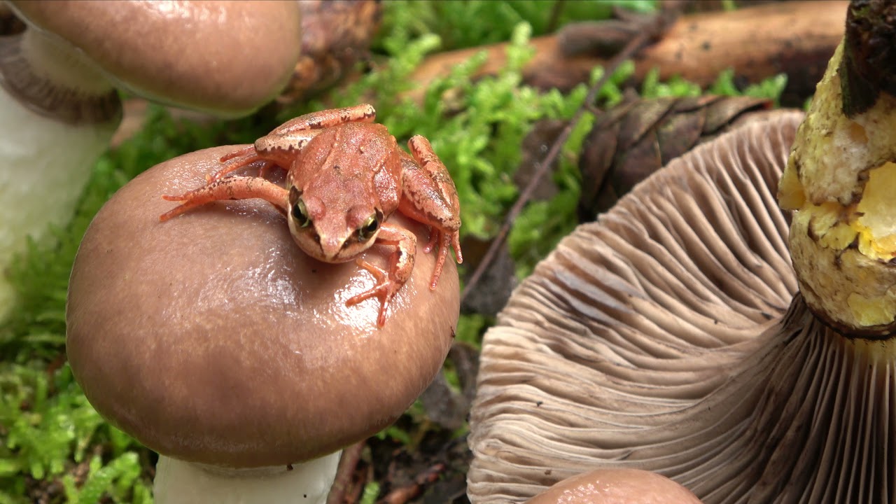 Gonfidio mocoso-Gomphidius glutinosus - slimy spike-cap - Großer Schmierling - Klejówka świerkowa 4k