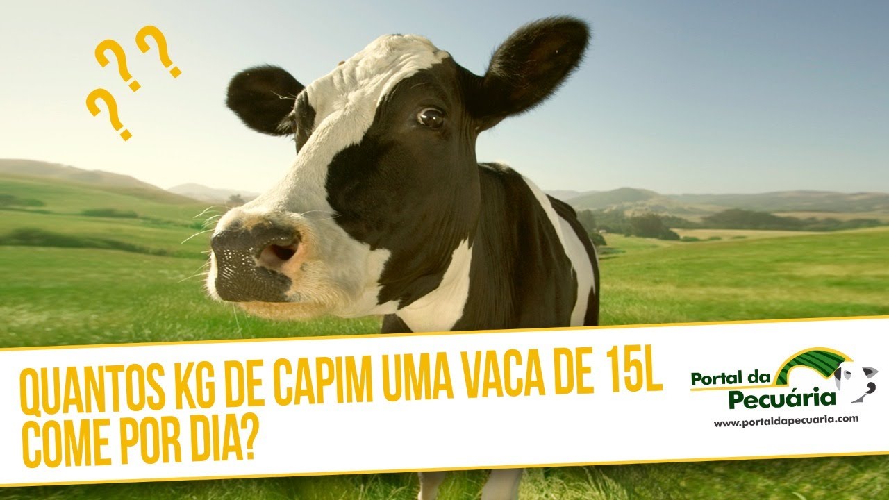 Quantos kg de capim e ração uma vaca de 15 litros como por dia?