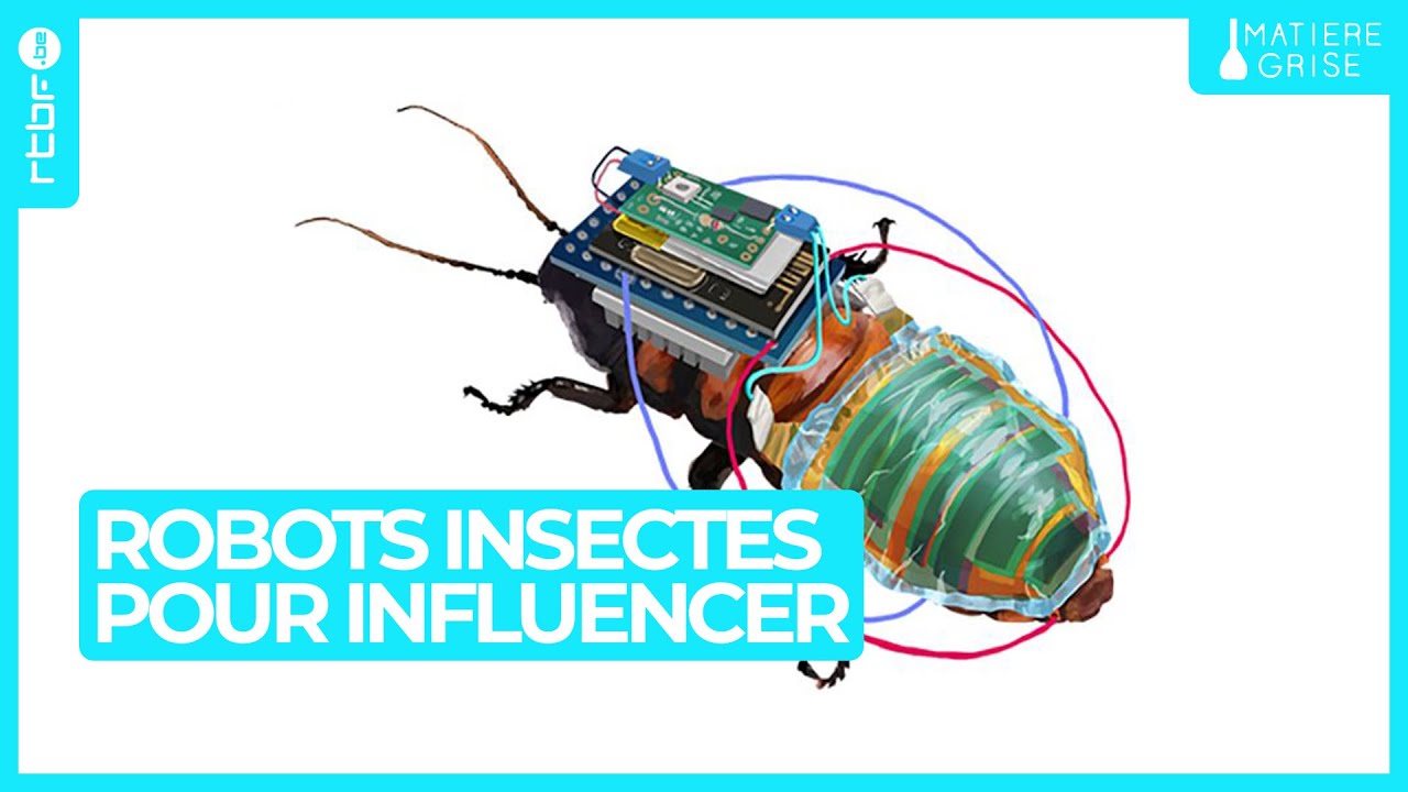 Des robots insectes qui influencent le comportement ? - Matière Grise