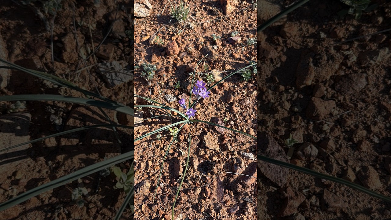 Early March Homestead Update: Check out our New Check dams and Future Swales!