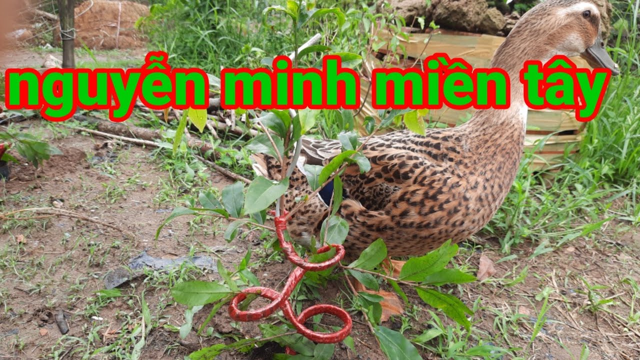16 t 11 2021 cây mai quấn thân cho đẹp lh 0374469248