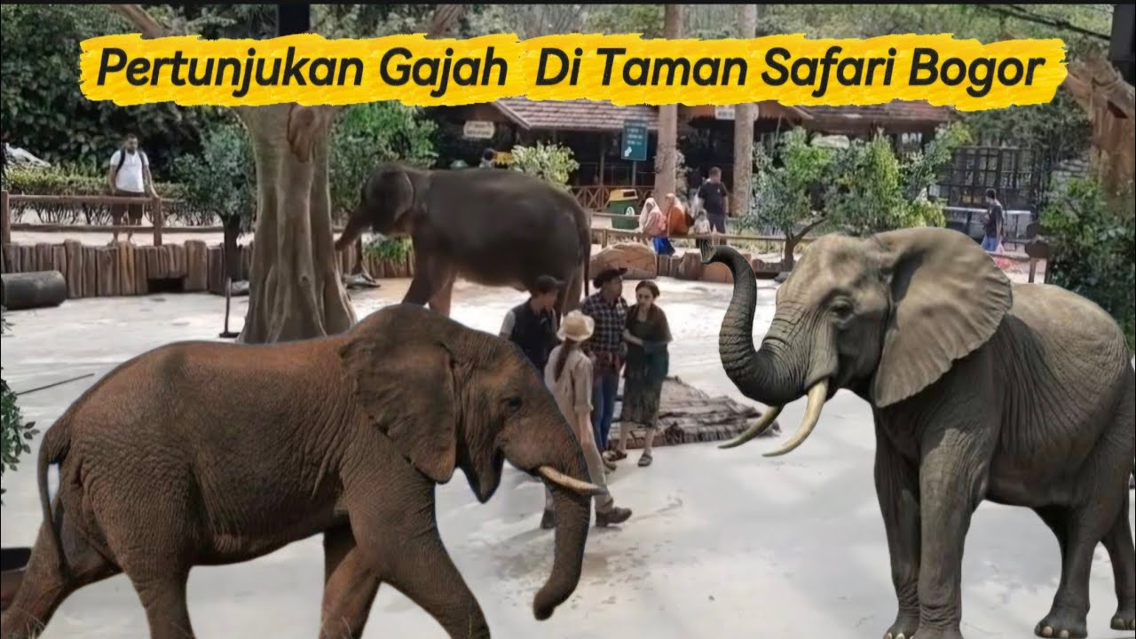 PERTUNJUKAN GAJAH YANG LUCU DAN PINTAR DITAMAN SAFARI BOGOR‼️