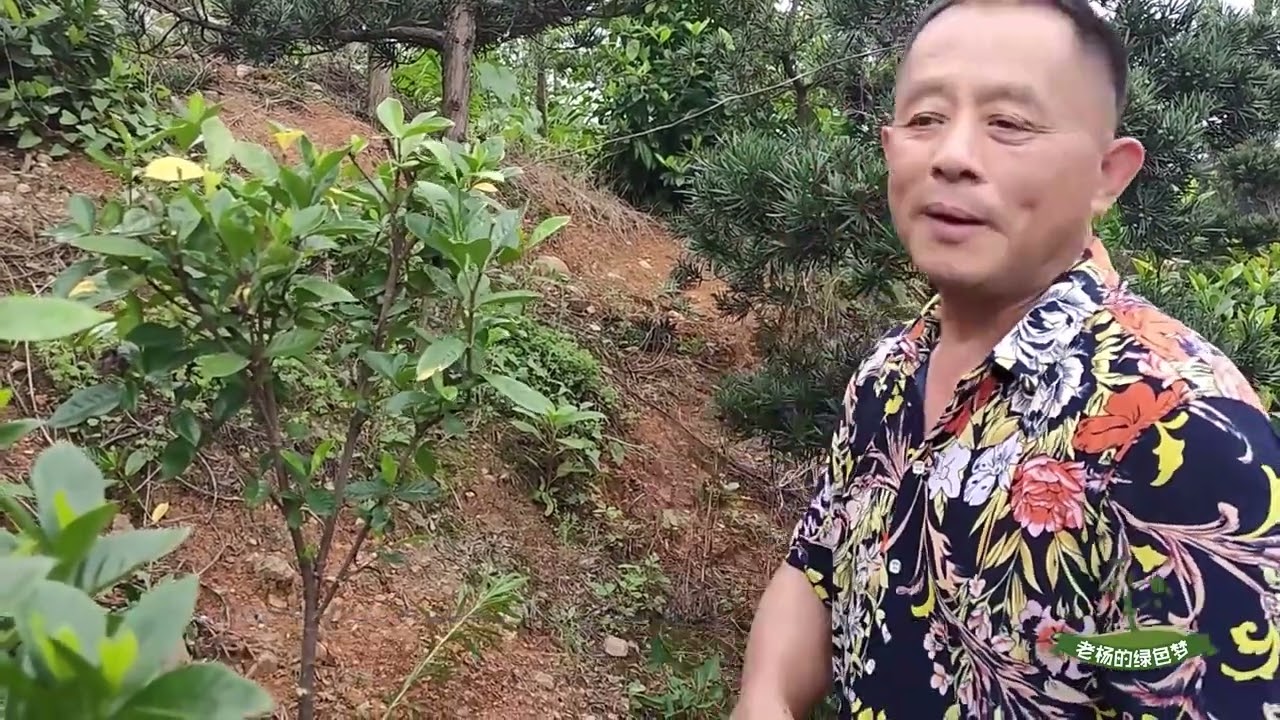 栀子花也能做“棒棒糖”创意造型？修剪栀子花造型升级，价值翻倍#种植 #中国农业 #中国茶 #记录