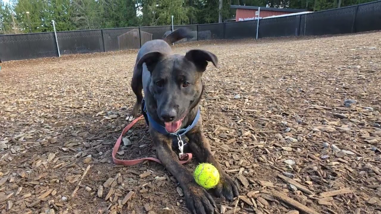 Theodore Enjoying Playtime! 🐾