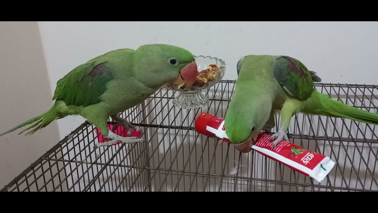 Loli mithu muna eating 