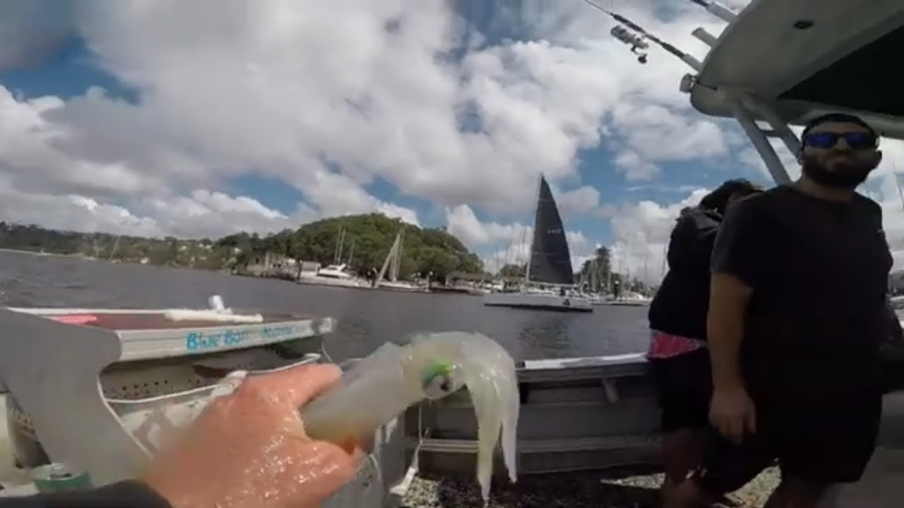 Sydney Harbour King Fishing Tips. (Raptor Charters Tips not mine)