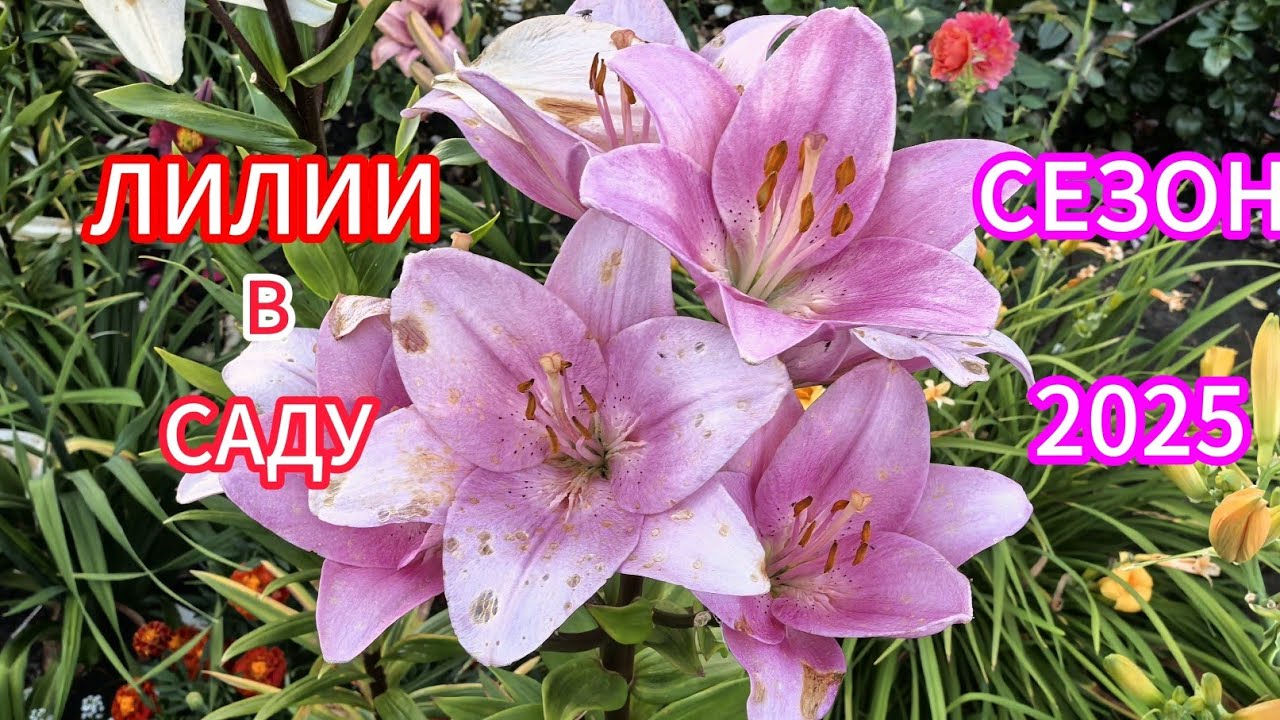 Цветут лилии разных групп