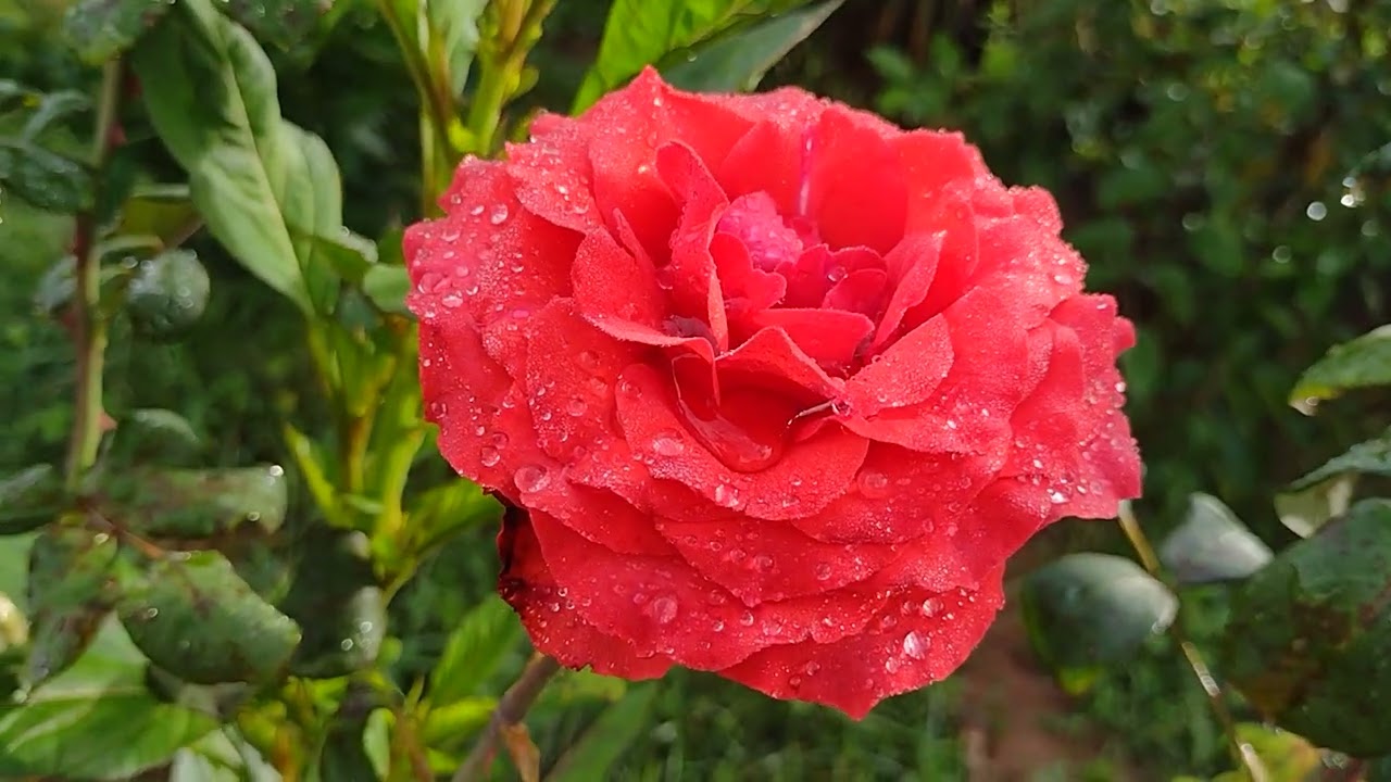 Mostrando minha frutíferas e minha plantinhas 