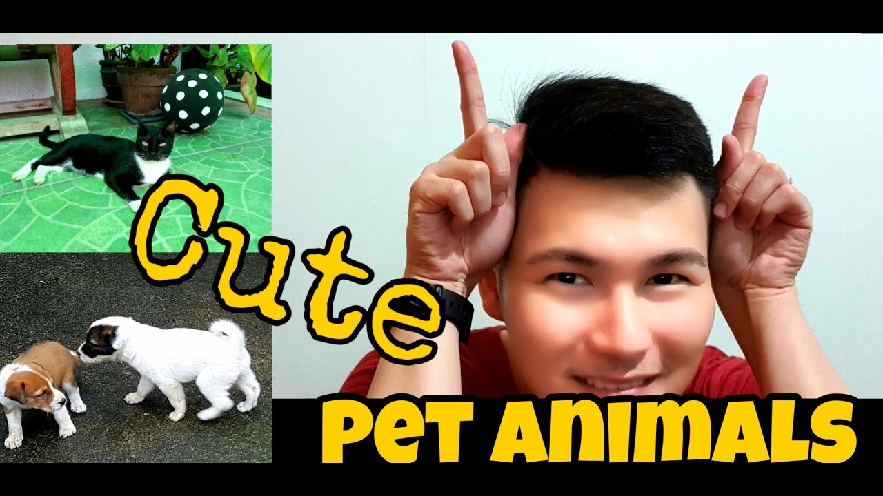 Funny Pet Animal Videos (Cats & Dogs Compilation) S01E29