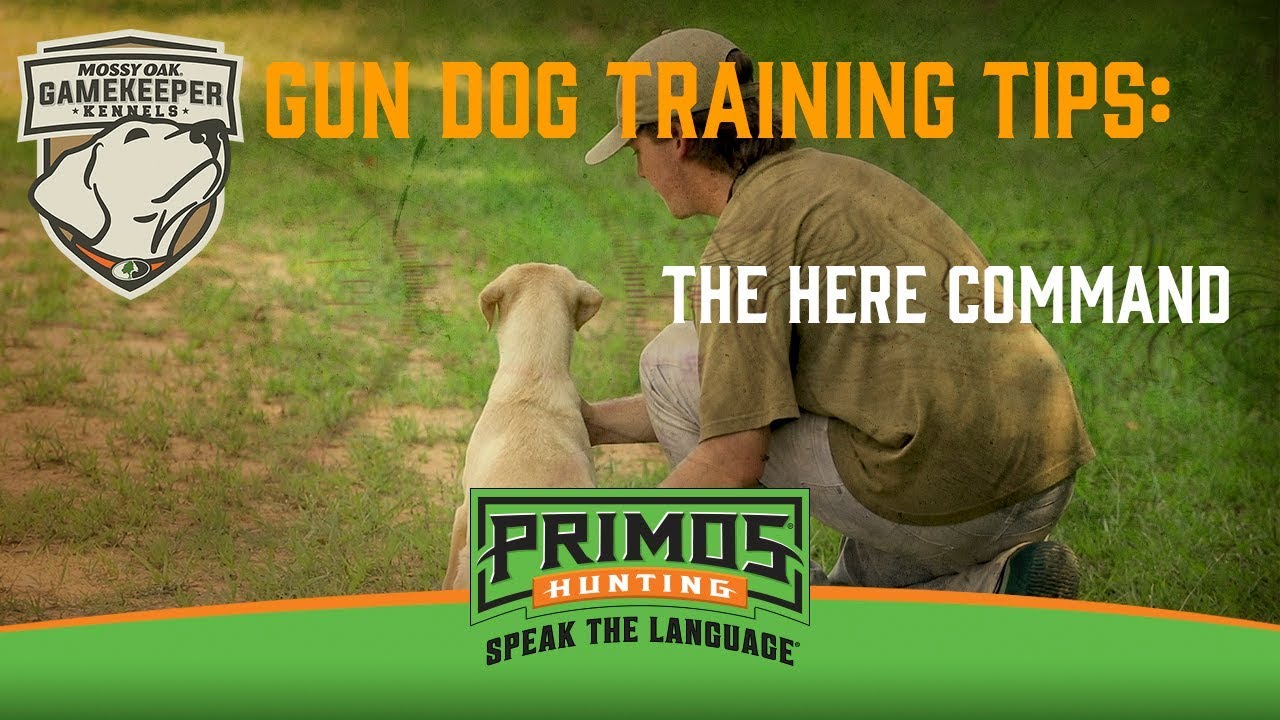 Gun Dog Training Tips: The Here Command