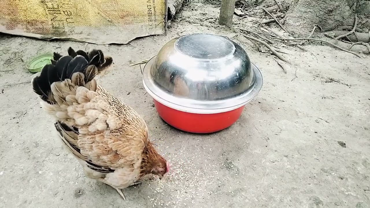 দেখুন একটি মুরগি তার বাচ্চাকে কতটা আদর করে