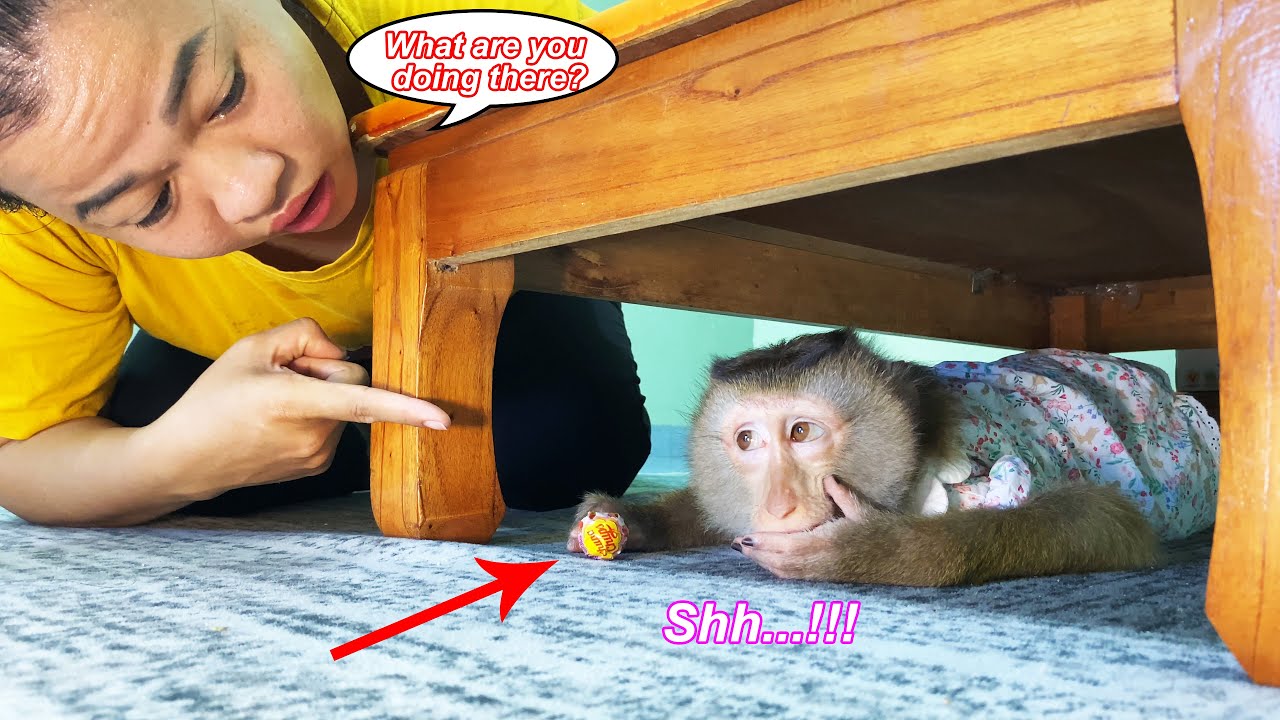What's happening to Lyly? Monkey Lyly quickly hid under the table to do the unbelievable