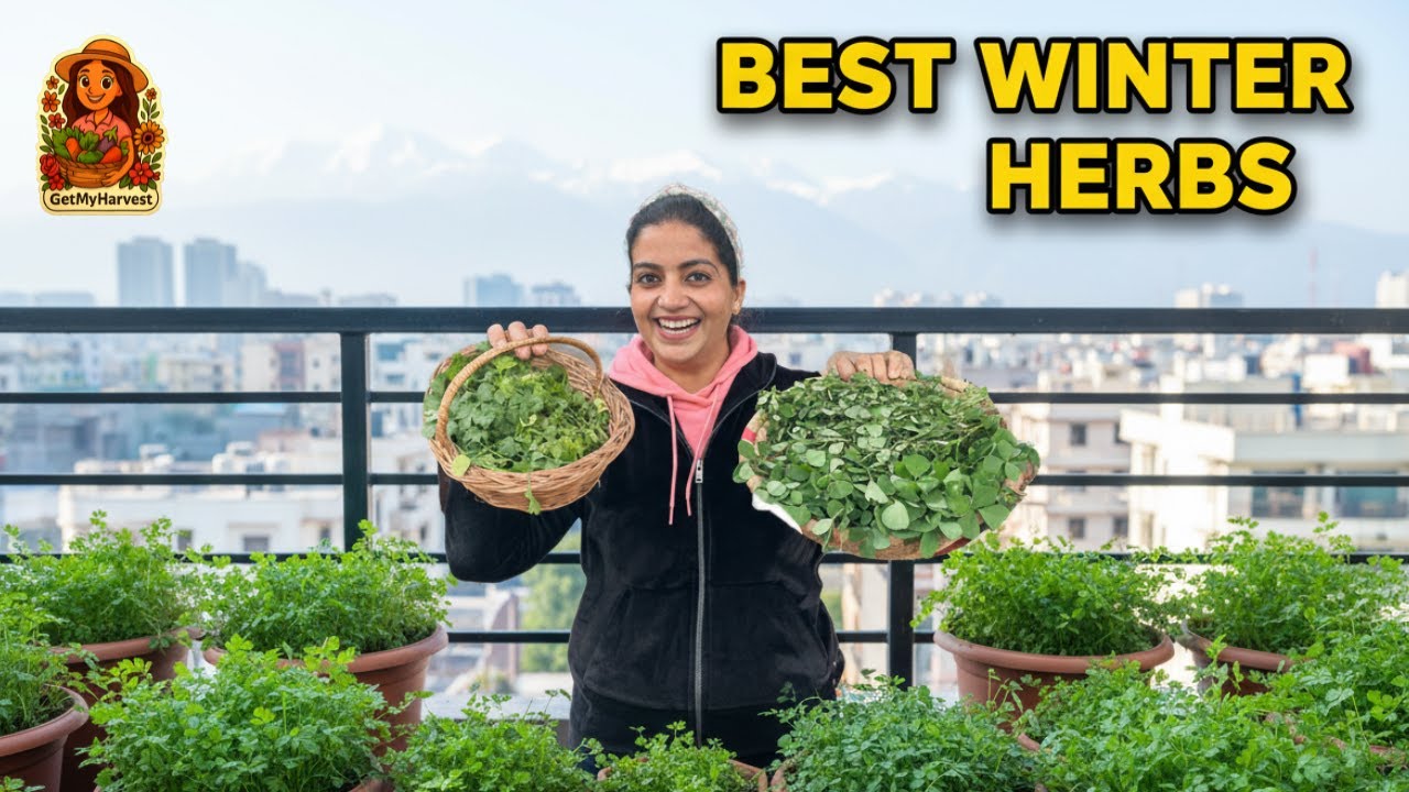 FULL HERB BALCONY TOUR & HARVEST! 🌿🥶 Best Herbs To Plant In JANUARY (Coriander & Methi)!