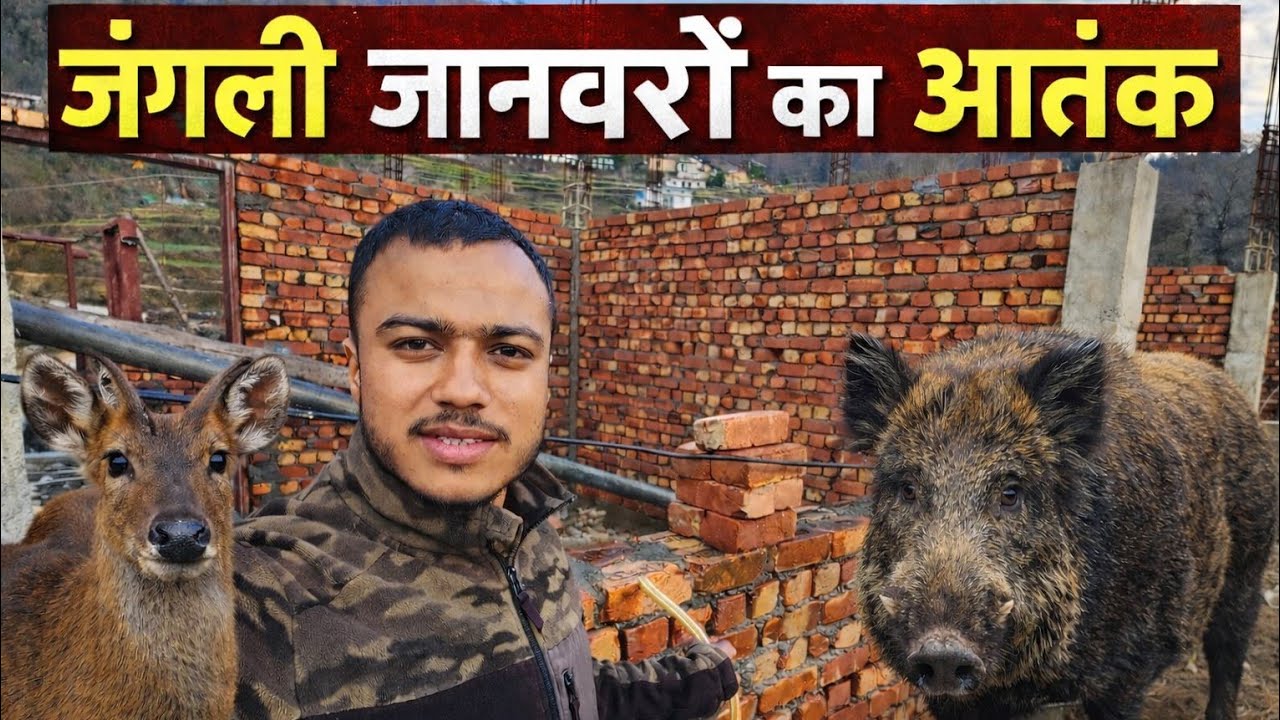 घर के पास आकर जंगली जानवरों नें इतना नुकसान कर दिया || New Home || Pahadi Lifestyle || Namaste Pahad