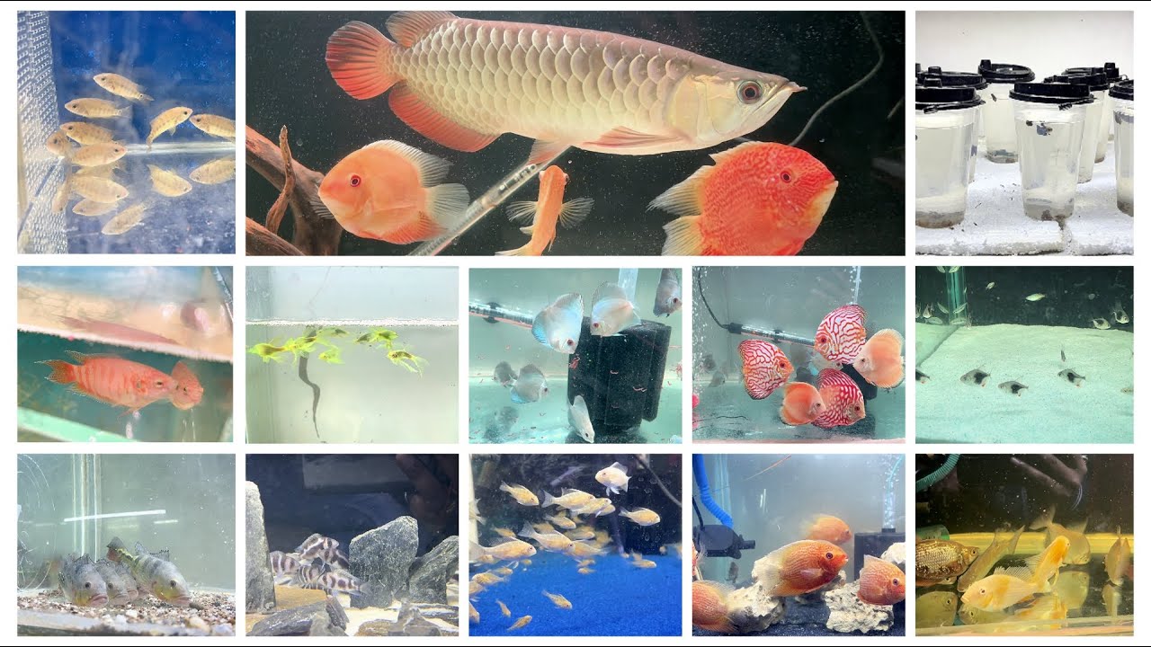 Tank Treasures Aquarium Shop Best Quality Aquarium Fishes At Reasonable Prices In Delhi #aquarium
