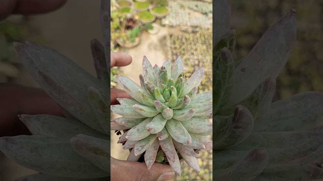 How is My Simple and Beautiful  Pachyphytum hookeri 