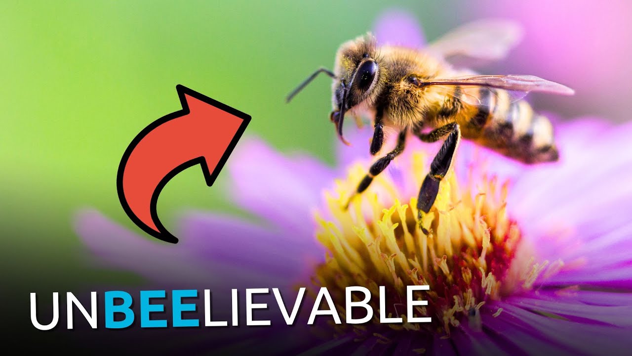 Sorry, Evolutionists: Bees DESTROY Your Entire Worldview