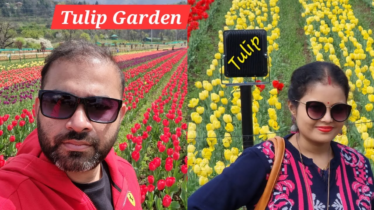Beautiful Tulip🌷 Garden at Srinagar , Kashmir | 