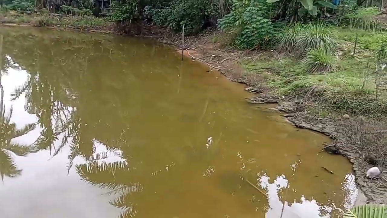 PAGI PAGI BAGI ITIK,AYAM DAN BABI MAKAN .