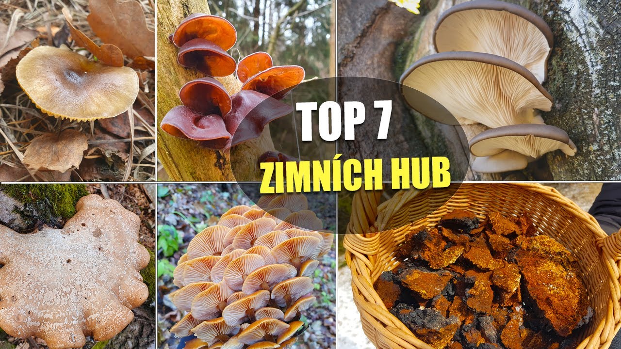 Jaké zimní houby sbírat? Tyty houby jsou výborné a léčivé! ZIMNÍ HOUBAŘENÍ