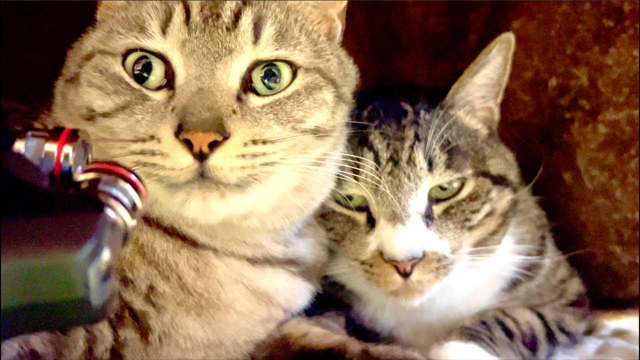 99%が5分で眠くなる😴 猫のゴロゴロCAT×Water Wood ASMR中！