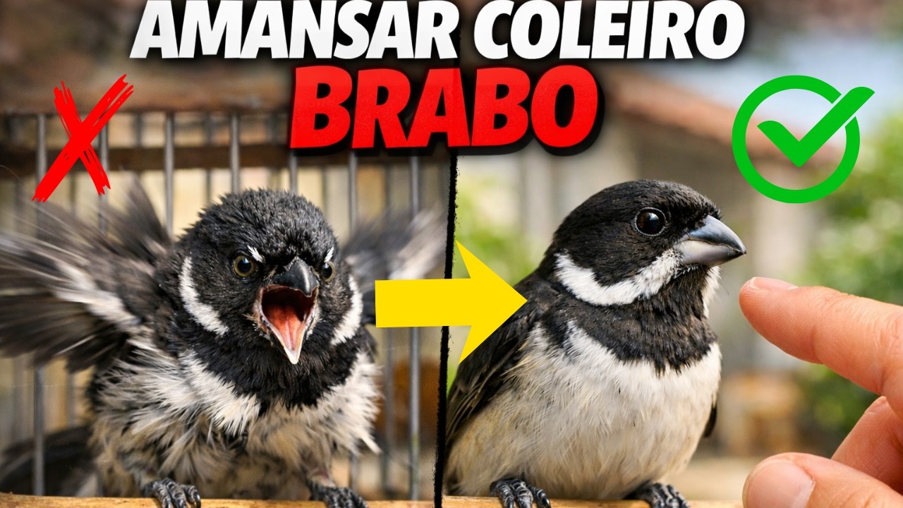 Como AMANSAR COLEIRO Brabo em Poucos Dias! (Técnica Infalível)