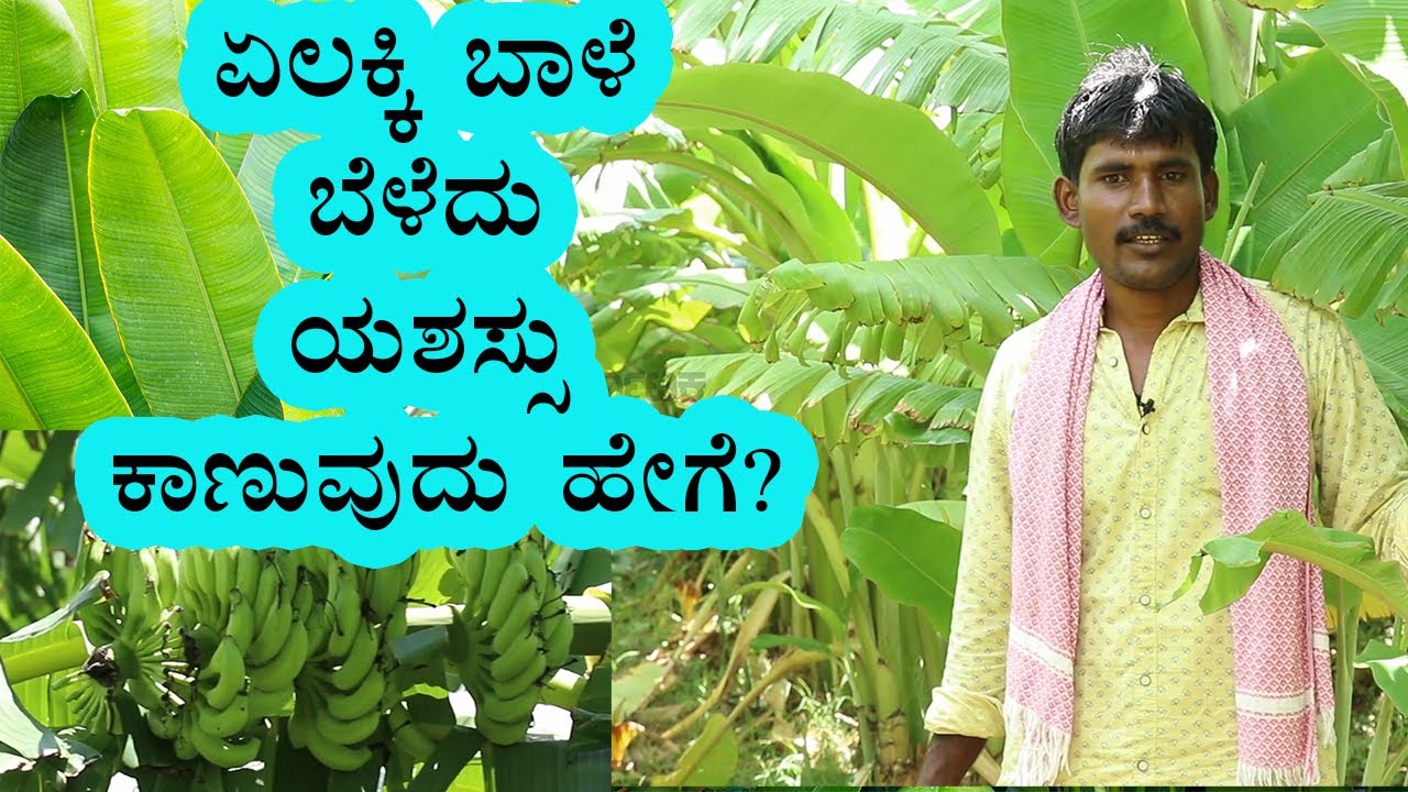 Yelakki Banana Farming: Planting & Care | Vijay Karnataka