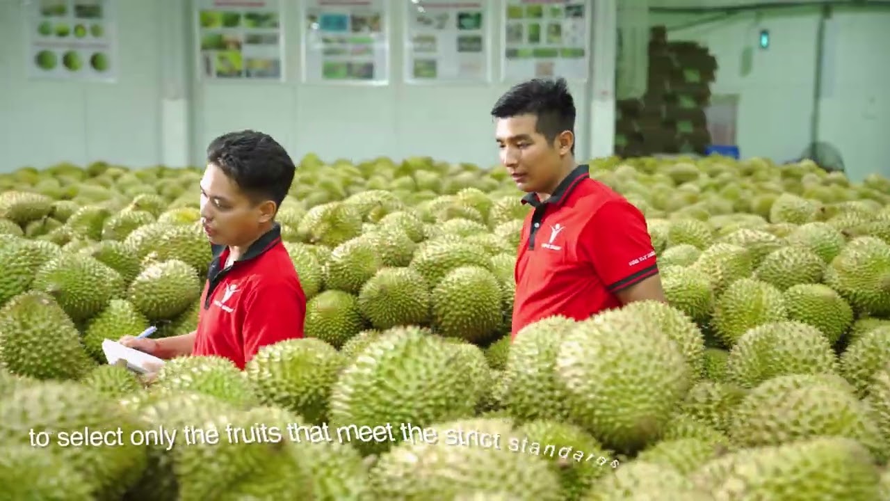 QUY TRÌNH SẢN XUẤT SẦU RIÊNG TẠI VINA T&T GROUP