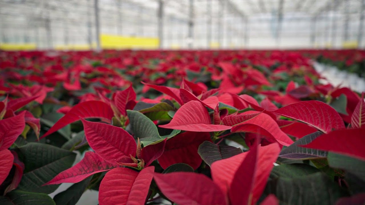 Poinsettias from Start to Finish | DeVry Greenhouses