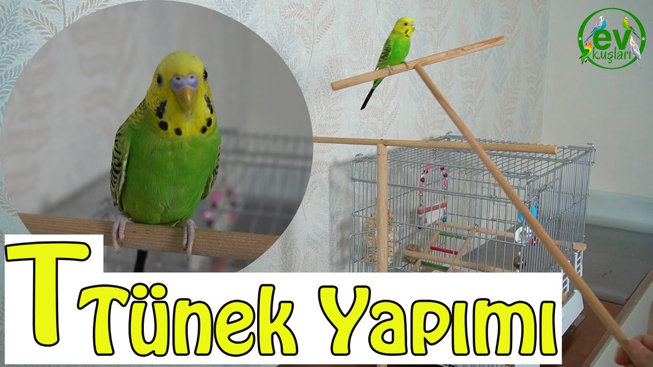 Kuş Tüneği yapımı, Muhabbet Kuşu Taşıma ve T Tünek Yapımı