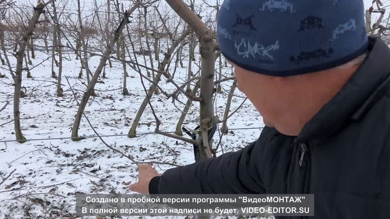 Обрізка яблуні на підщепі м-9.Методика і правильний підхід.