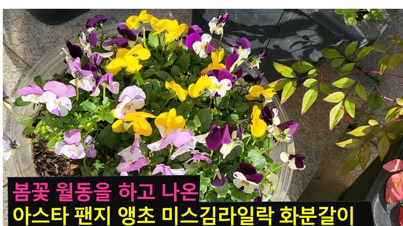 #봄꽃 팬지 앵초아스타 미스김라일락