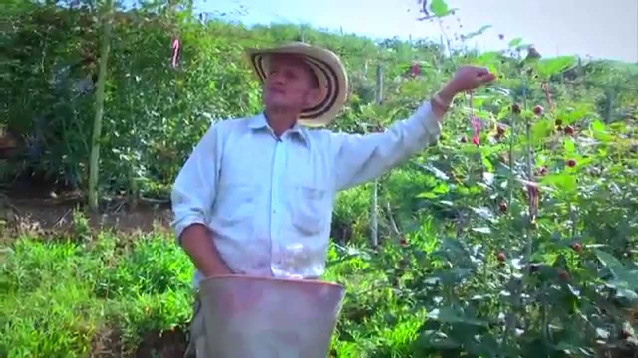 Desde el Campo - Cultivo de Mora, Vereda Santa Isabel