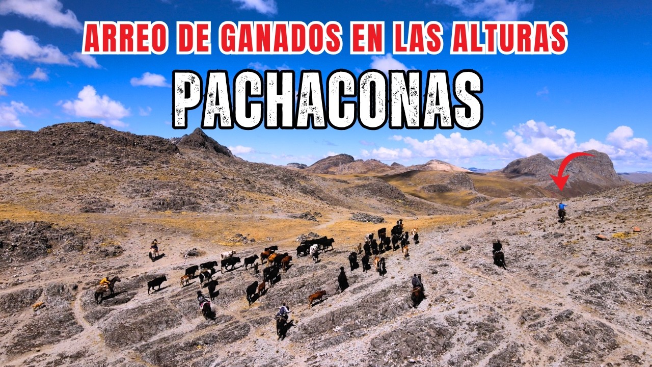 ARREO y WAKA MAYKAY en las ALTURAS de PACHACONAS Apurimac | Familia Puma Poccore 2025