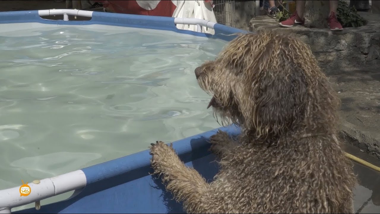 XVI jornada de Grazalema por el perro de agua Español