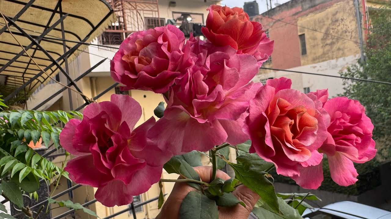 Rose Bouquet for Beauty and Fragrance 