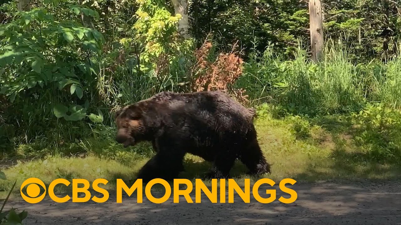 Bear attacks in Japan at record high as the animals struggle to find food