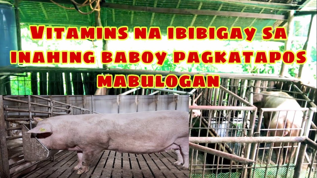 Anong vitamins ang ibibigay sa inahing baboy pagkatapos mabulogan | Ryan Patenio