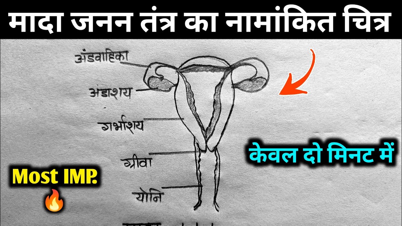 मादा जनन तंत्र का नामांकित चित्र🔥 || Mada Janan Tantra Ka Chitra || Class10 Science Diagram Trick 