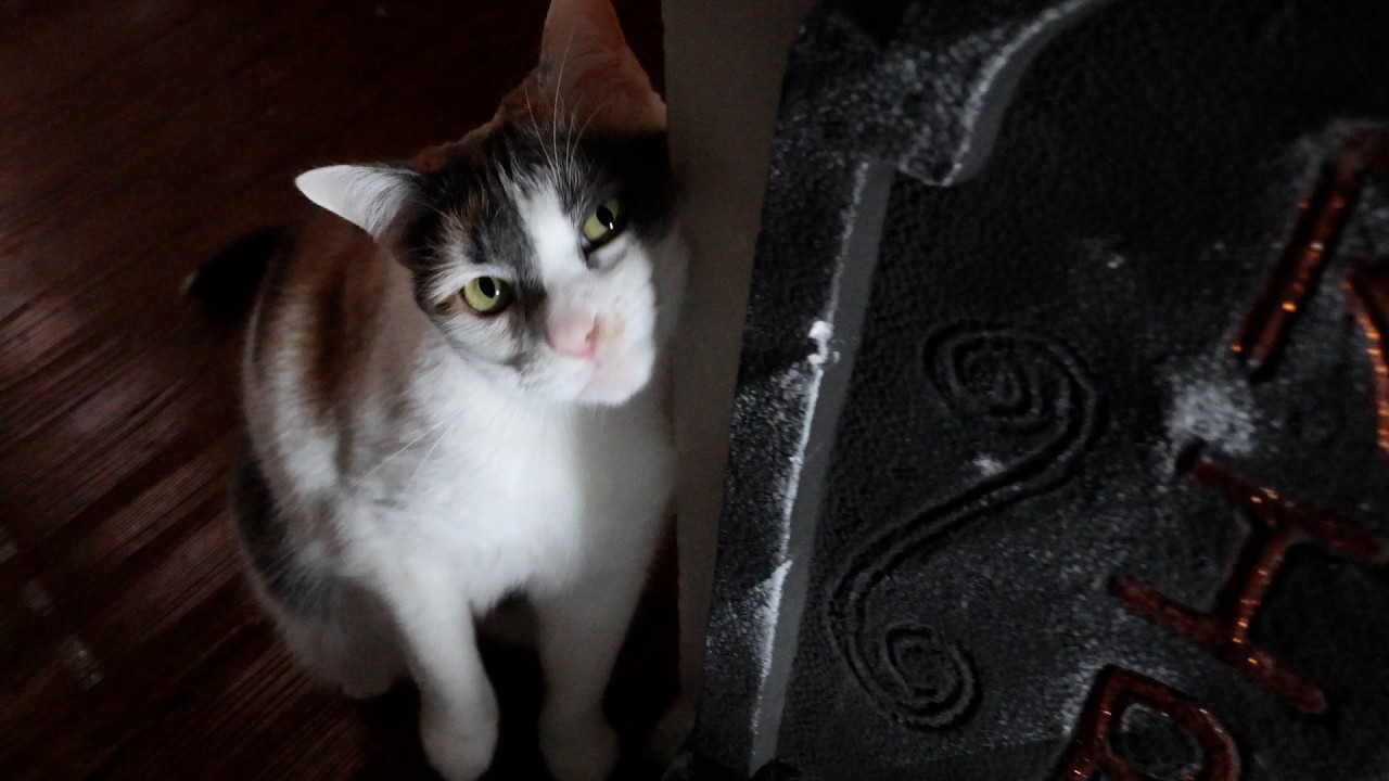We got a parking ticket because I had to play with cats