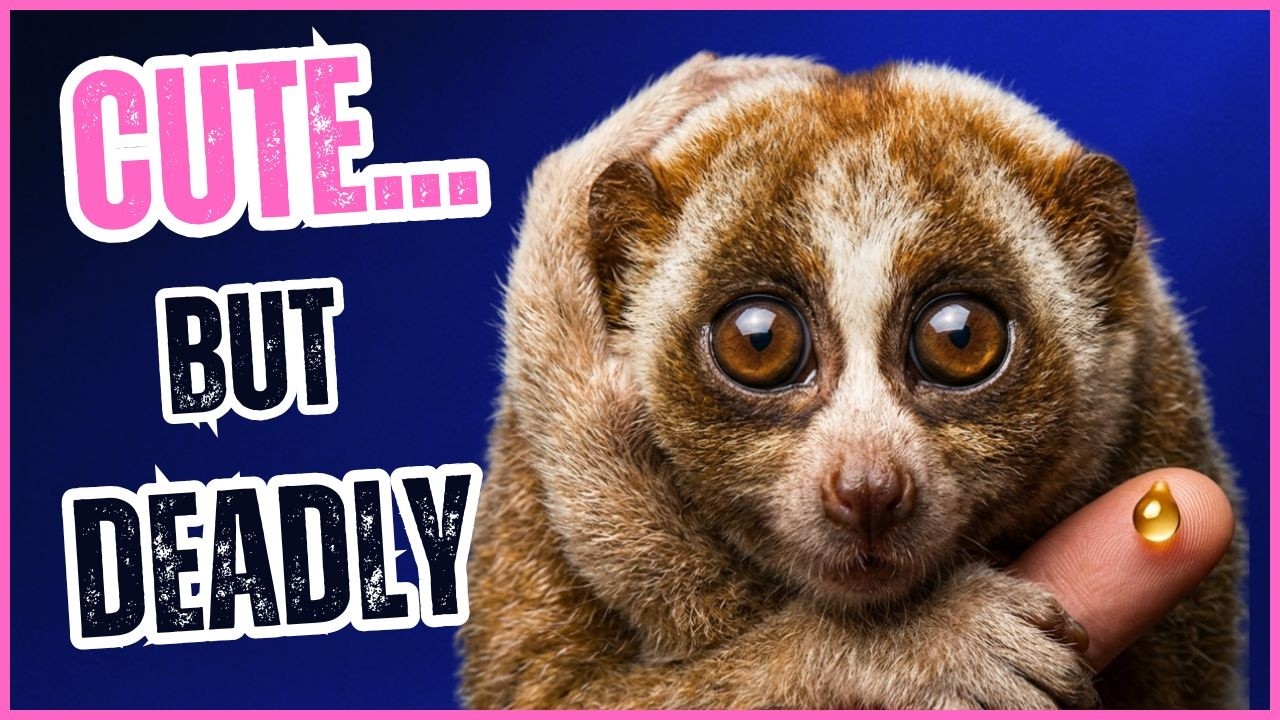 The Most Dangerous Cute Animals on Earth